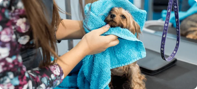 Home Services
The decision for your pet to have surgery is never easy. Your veterinarian at Petzone Veterinary Clinic will be happy to discuss any concerns regarding your pet's surgery, as well as provide you with information...

Learn More
