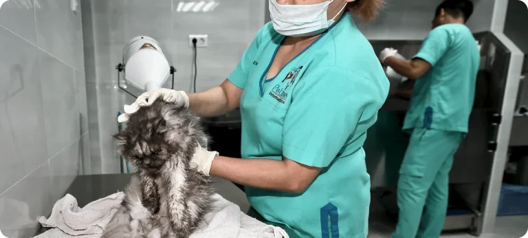 Hygiene
The decision for your pet to have surgery is never easy. Your veterinarian at Petzone Veterinary Clinic will be happy to discuss any concerns regarding your pet's surgery, as well as provide you with information...

Learn More